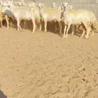 غنم حريات حرش مراح واحد 50 بفحول 2 دفيع شرط( تم البيع )