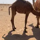 قعود على حليب أمه