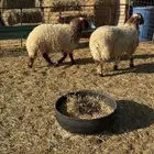 خروف ورخل طيبات