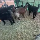 بيع تيوس مخاصي