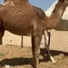 قعدان كفو فل الفل مغلقه للبيع التواصل اتصال