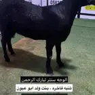 شاميه ثنيه فاخره ومعرفه