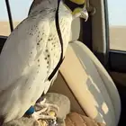 تعليم صقور على الدس و الوكر تفريخ وحش