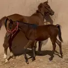 فرس عربيه معه بنتها ( مهره )