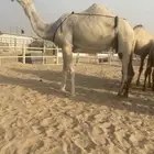 للبيع عشرررا تم البيع