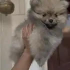 Pomeranian Puppy for Sale   للبيع بومرينيان