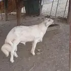 خروف وتيس ماشاء الله