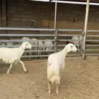 رخال