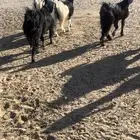 معزا عوارض حقات القناي