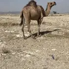 للبيع