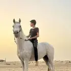 حصان شعبي شيخ فاااخر