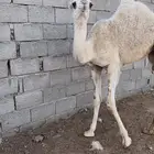 للبيع بكره رمانيه على رمان المهيلب العمر خمس شهور