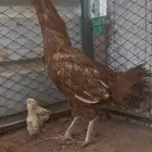 البيع دجاجه باكستاني معه فرخين