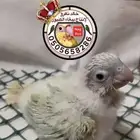 كنيور مون شيك