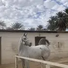 فرس شعبيه كفووو من الفواخر