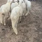 طليان حريات وسواكن للثلاجة والمناسبات مع الذبح والتوصيل