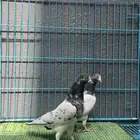 حمام باكستاني