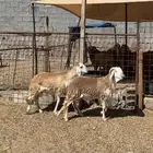 سواكن مرابي جذعان للبيع كاش ودفعات مع أمكانيةالذبح والتوصيل