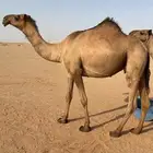 بكر عشراء جذعه تحتها بكره دبيانيه
