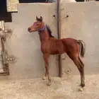 مهر شعبي
