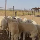 طليان و رخال حري ذبائح للبيع