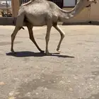 مفروده عليانيه
