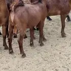 تيوس