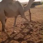 بكره للبيع