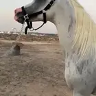 حصان فحل خط جمال