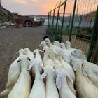 طليان ورخال