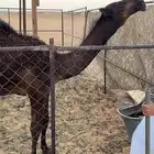 قعود للبيع