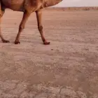للبيع البعير الاشعل الغرنوقي