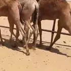 قعدان للبيع كفو فل مشاء الله التواصل اتصال