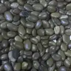 بذور غاف خليجي للبيع انتاج السنه