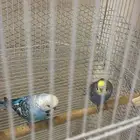 ازواج بادجي منتجه