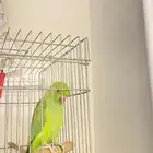 ببغاء
