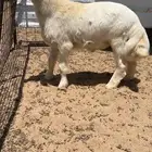 مشروع فحل