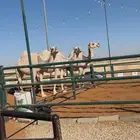 للبيع لقحات كفو