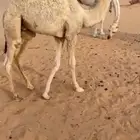 للبيع قعود فل شحم