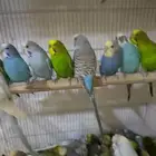حضيره بادجي 56جوز