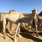 مهجنه للبيع