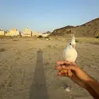 طير كروان الالبينو هدد تم البيييع