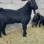 فحل ادغس اصمع