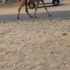 بكره شعلا