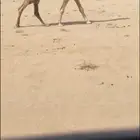 للبيع الفحل الاشقح الباتلي الكفووو