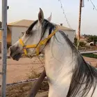 فرس شعبيه شيخه
