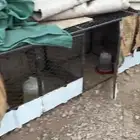 شبك دجاج نوام