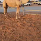 ضروبه شقحاء كفووو