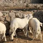 خرفان هرافى فل شحم