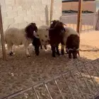 خرفان نعيم